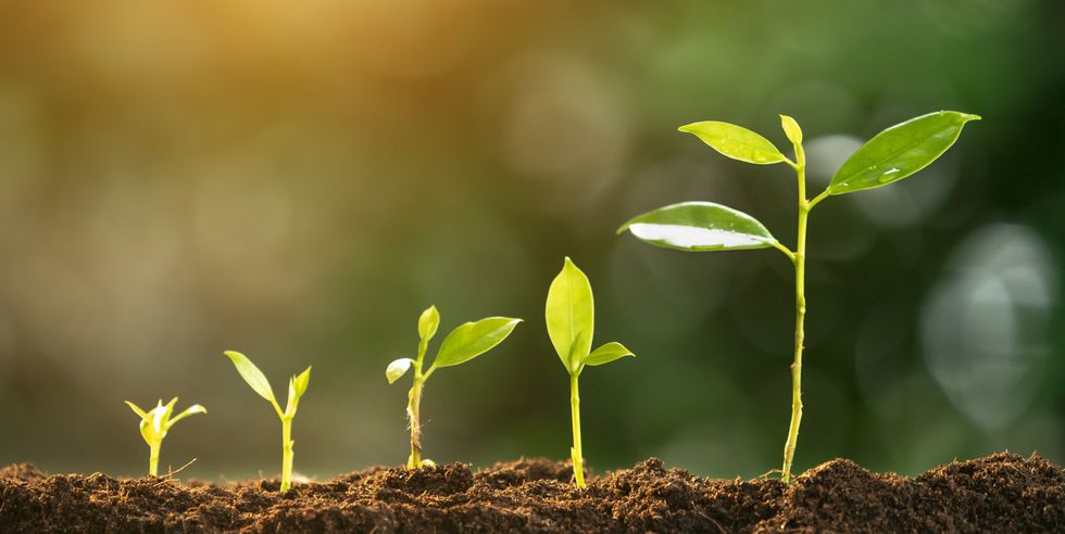 Sow your seed in the morning and in the evening